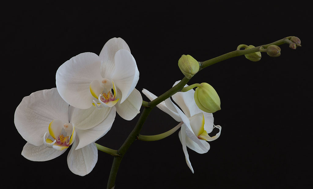 Aperture in progressione