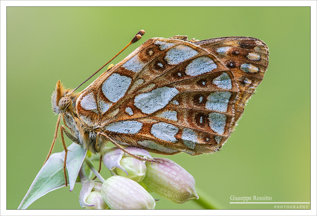 Issoria (Issoria) lathonia (Linnaeus 1758)