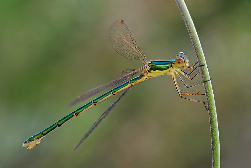 lestes