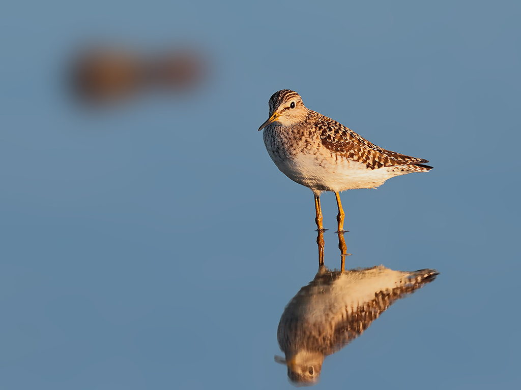 Piro Piro Piccolo # 1