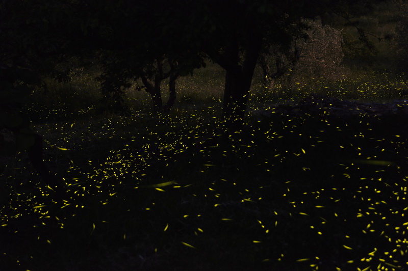 fireflies