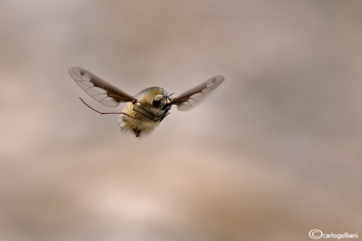 Il volo del Bombillo