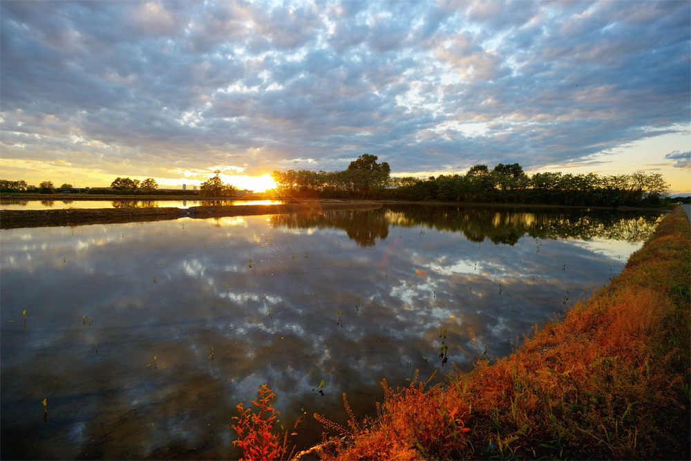 Crepuscolo sulla risaia