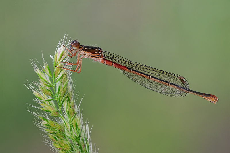 Damigella multicolor