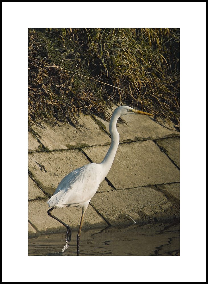 airone sulla sponda di un fosso