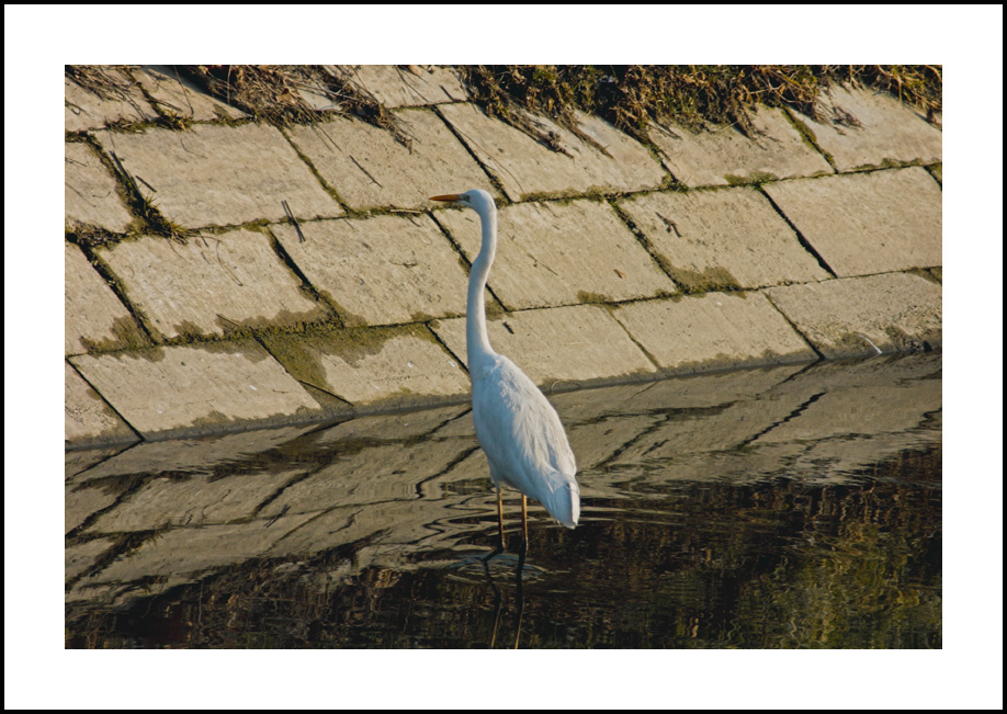 airone sulla sponda di un fosso diversa angolazione