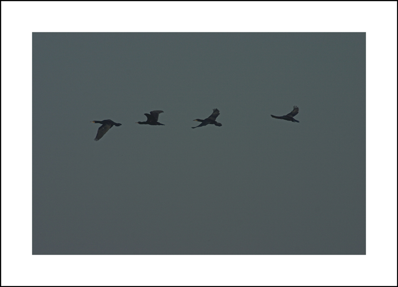 squadra di cormorani in volo