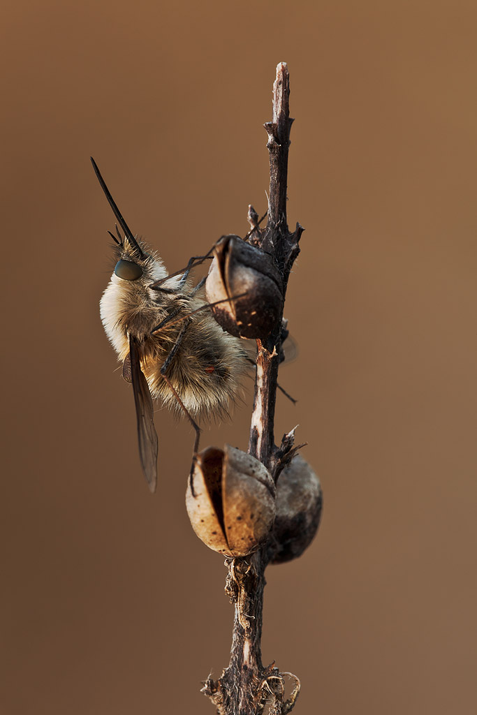 Bombylius cinerascens