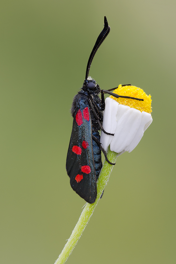 Zygaena filipendulae
