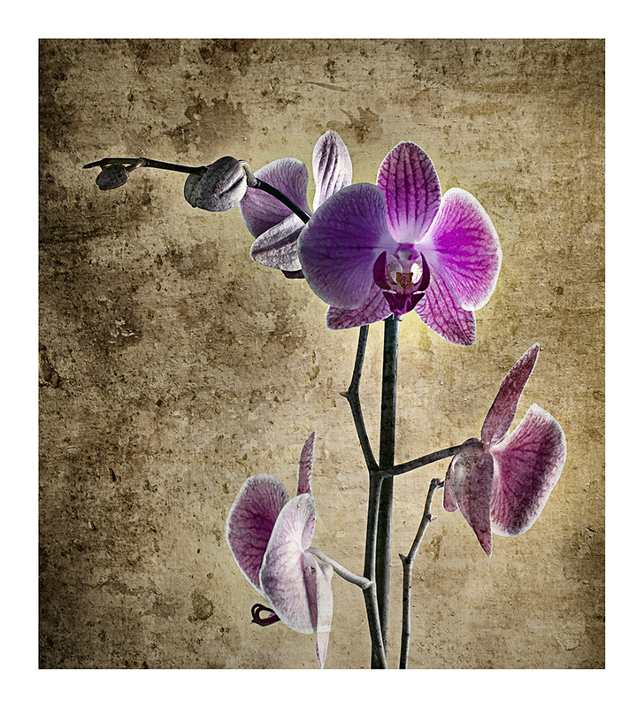 L'orchidea