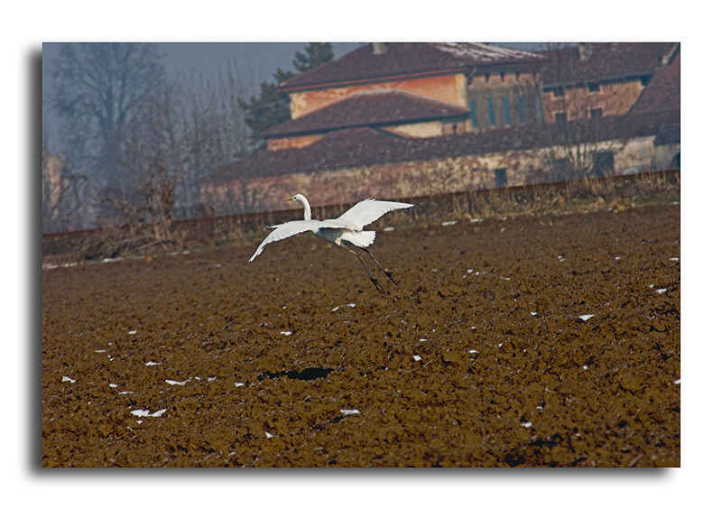 decollo airone bianco