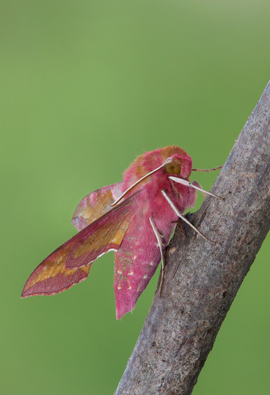 Deilephila Porcellus