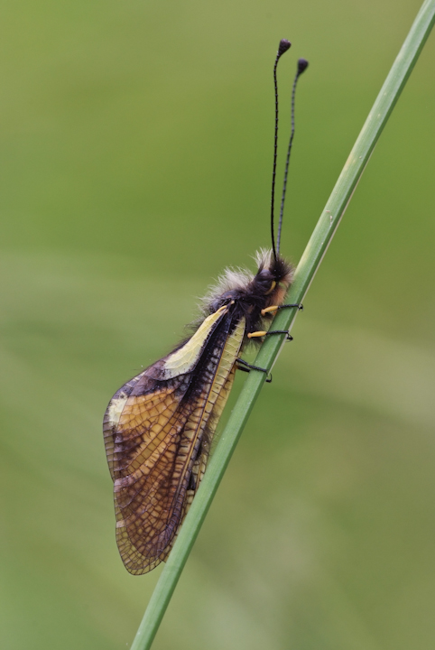 libelloides coccajus 2013