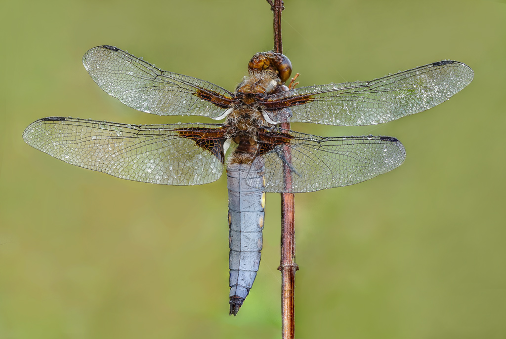 Libellula depressa 2