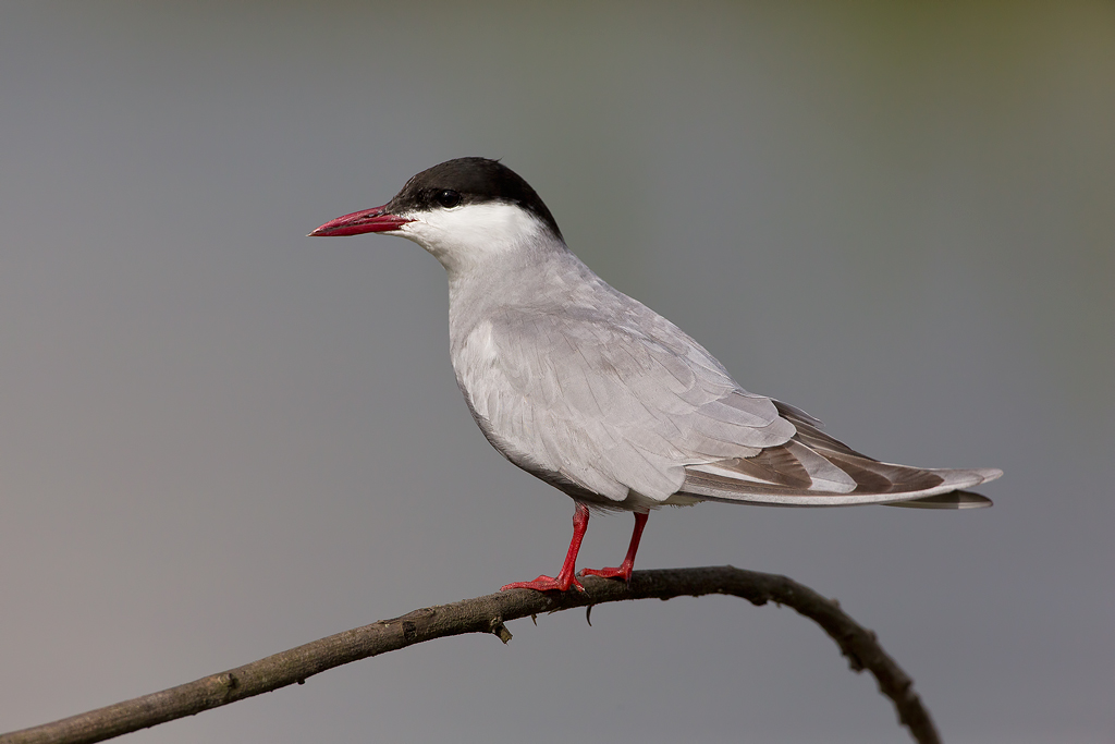 MIGNATTINO PIOMBATO (Chlidonias hybridus)