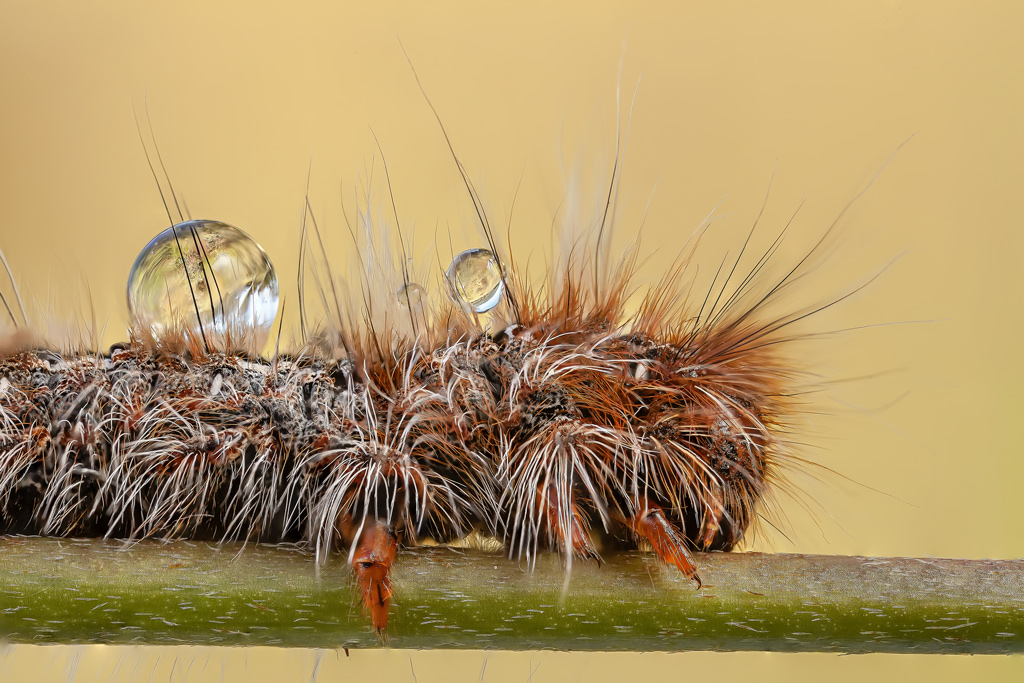 il peso della rugiada