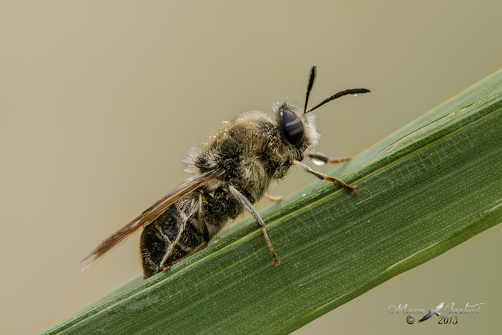 Stratiomys longicornis