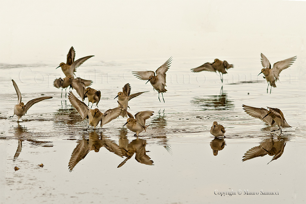 Piovanelli in arrivo
