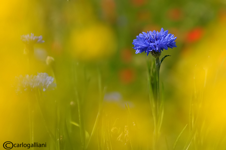 Campo di papaveri e fiordalisi