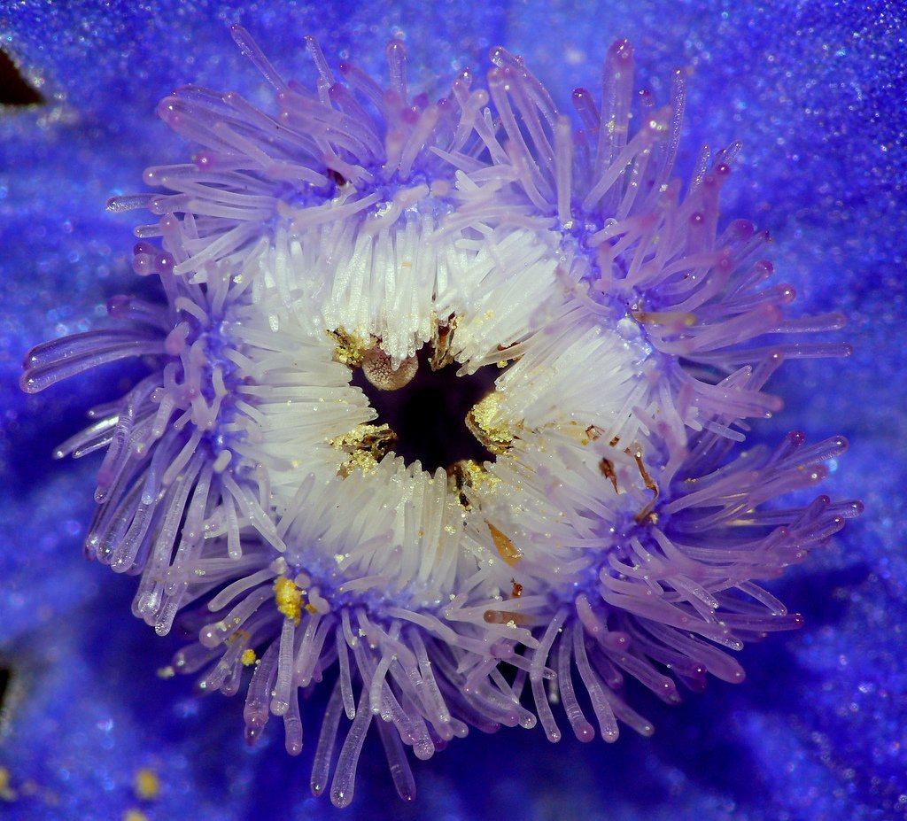 UN'ANEMONE DI MARE ?!?!?!