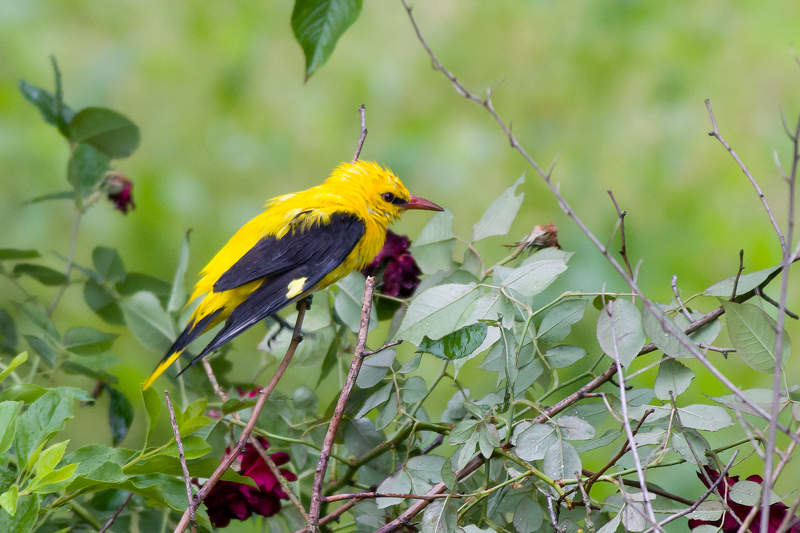 rigogolo tra le rose
