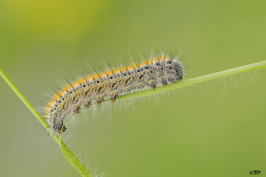 Lasiocampa trifolii, Lasiocampidae