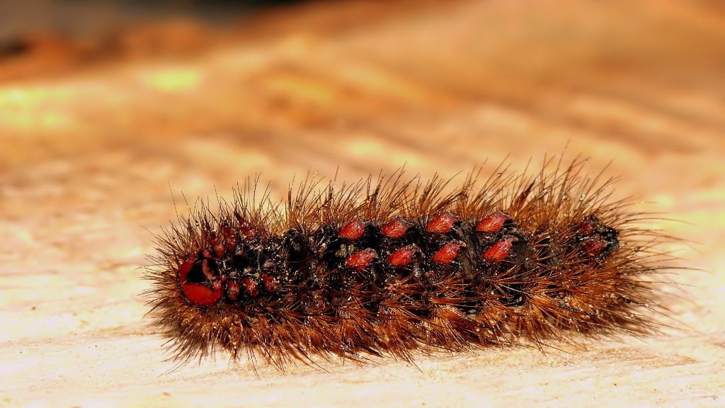 *** Apanciallaria ***