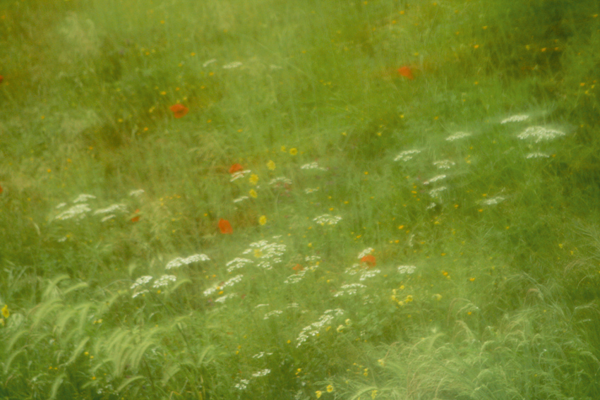 C'era una volta un papavero..