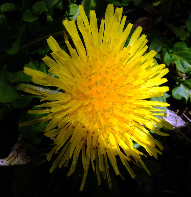 Trafitto da un raggio di sole