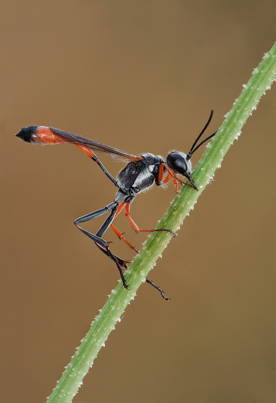 Ammophila