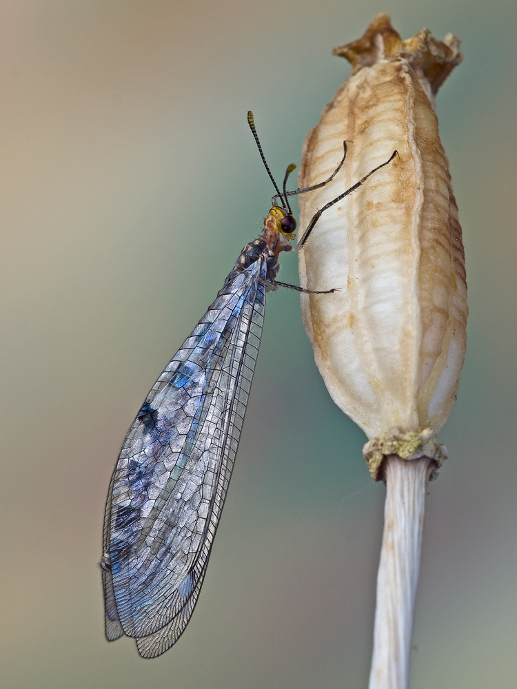 formicaleone...vericale