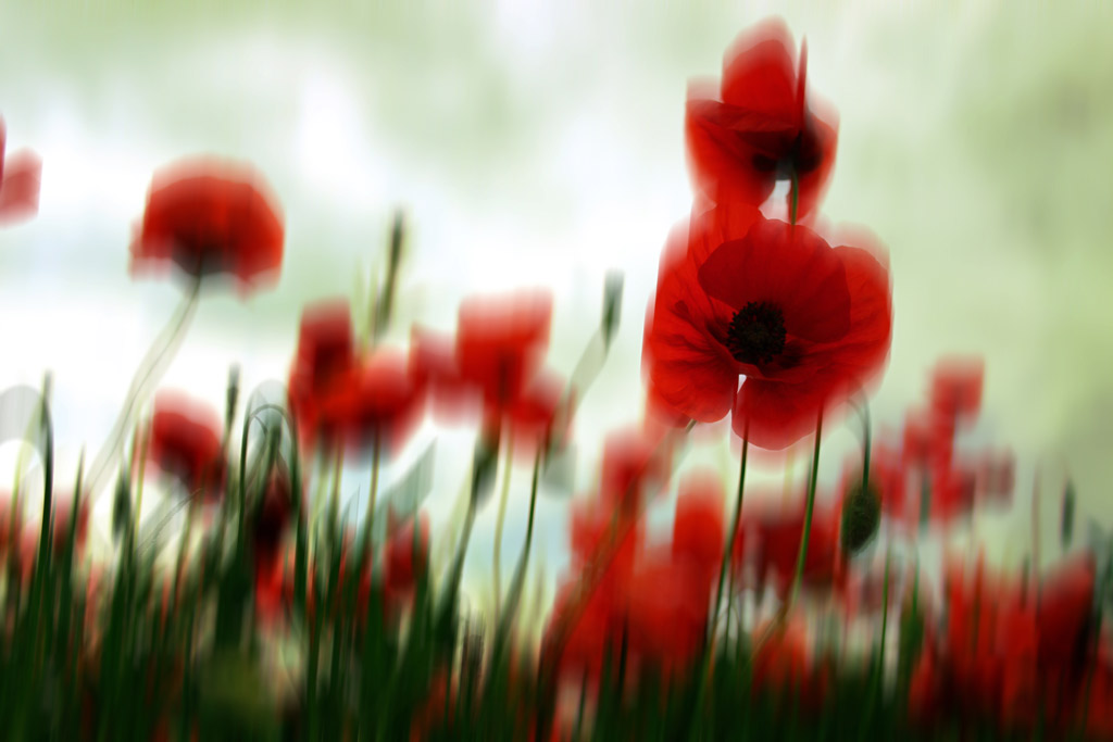 10 sfumature di rosso