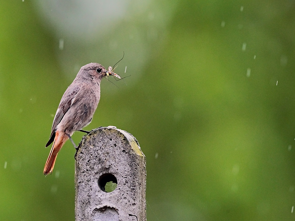 Codirosso Spazzacamino # 1