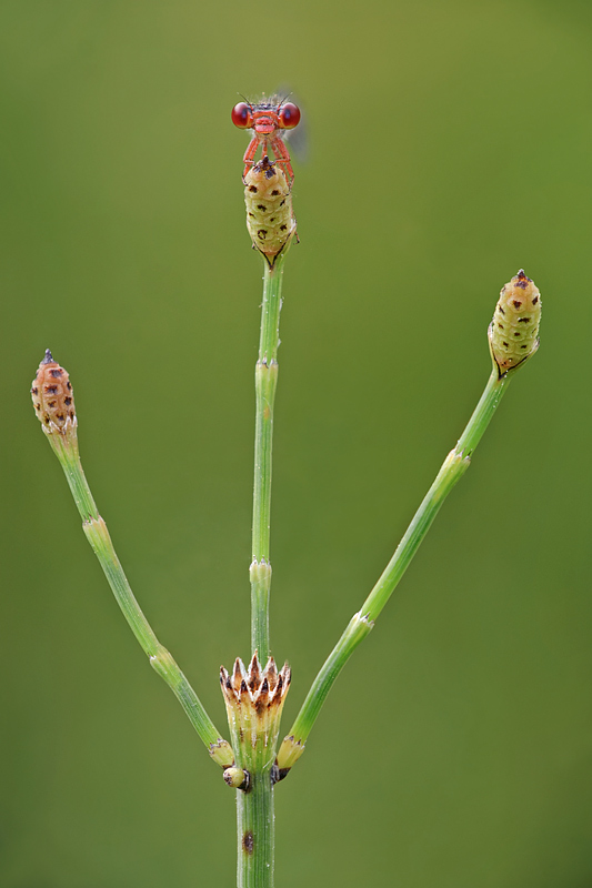 sul trono dei piccoletti