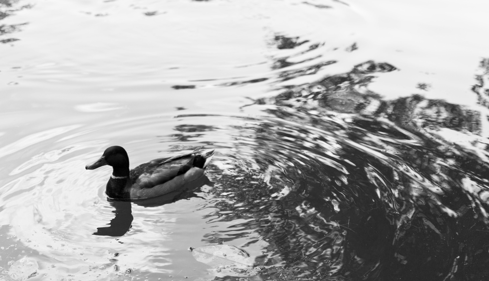 Duck's back ripples