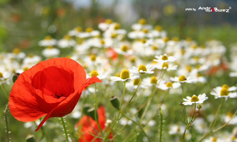 papavero & camomilla