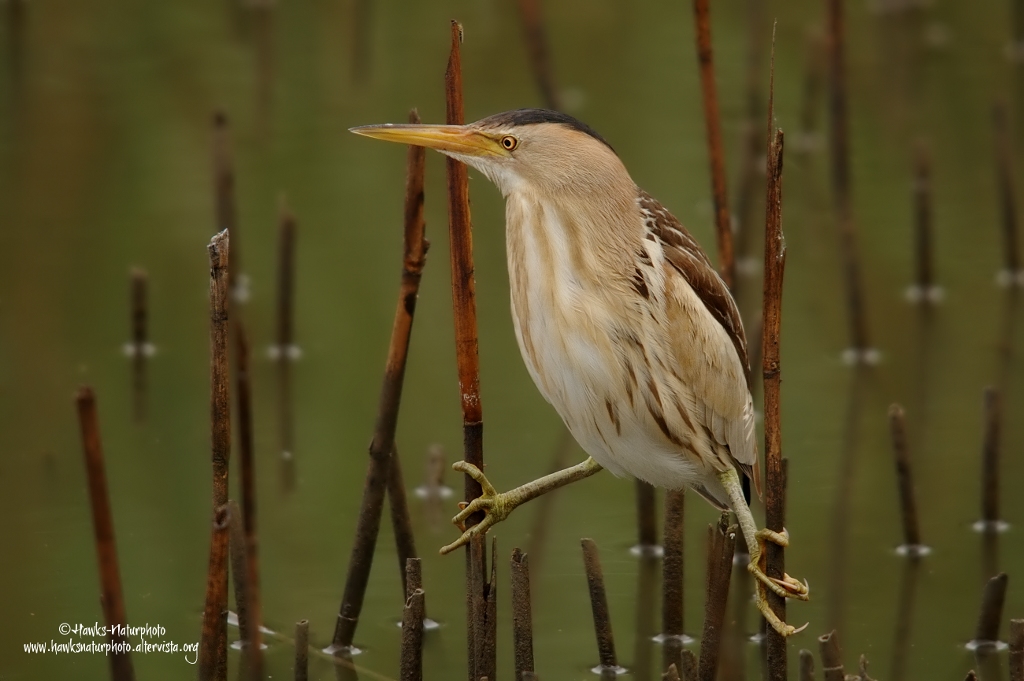 Tarabusino Femmina#2