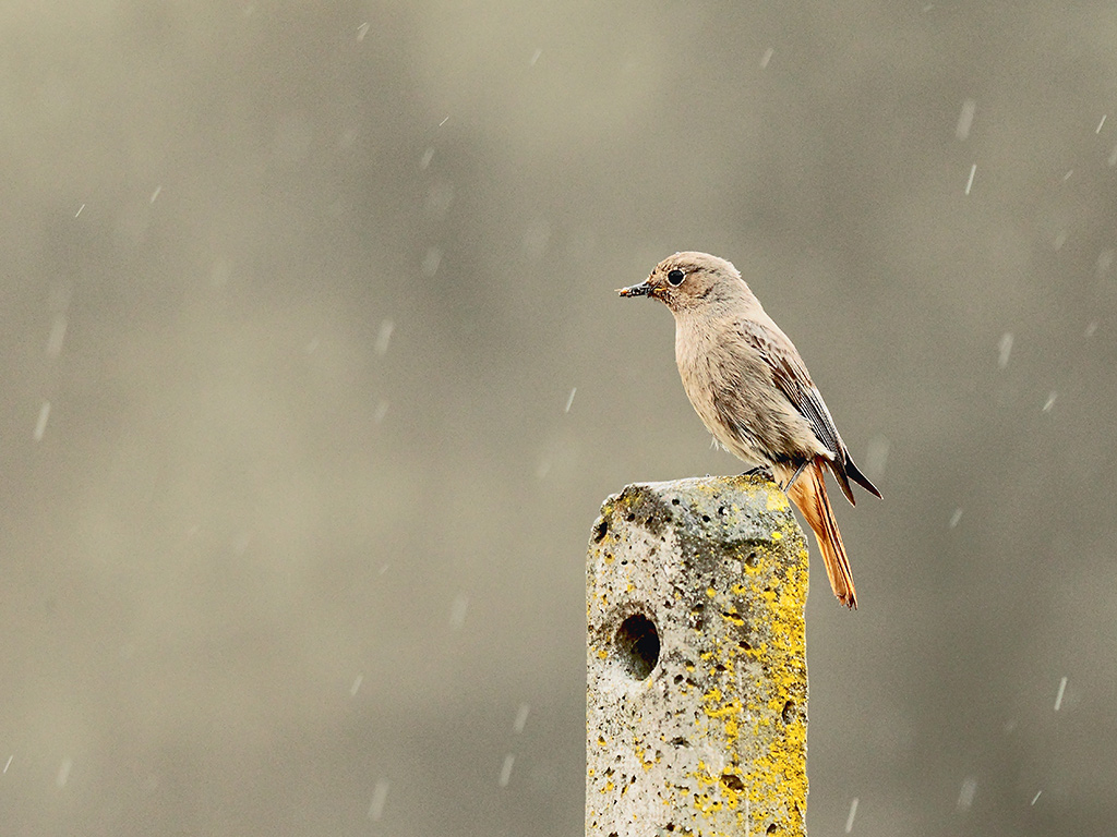 Codirosso Spazzacamino # 2