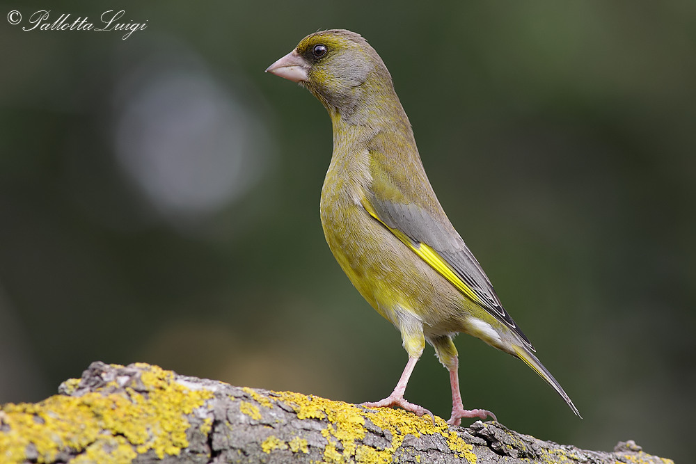 Verdone (Carduelis chloris)
