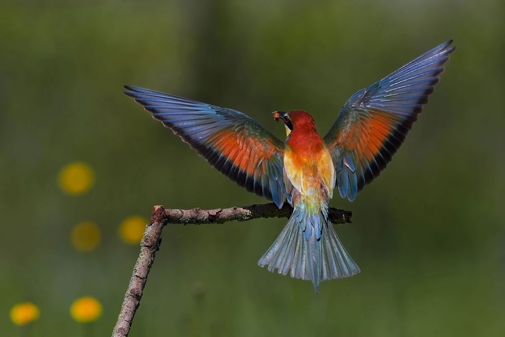 Il mio primo Gruccione! (un ghrazie agli amici Nello e Ale)