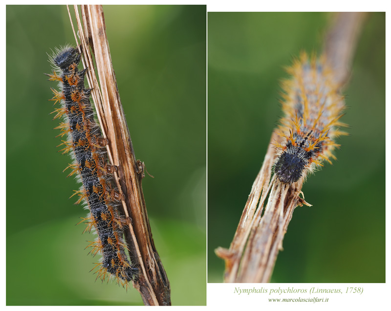 Nymphalis polychloros (Linnaeus, 1758)