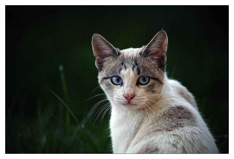 Gattina con occhi turchesi #2