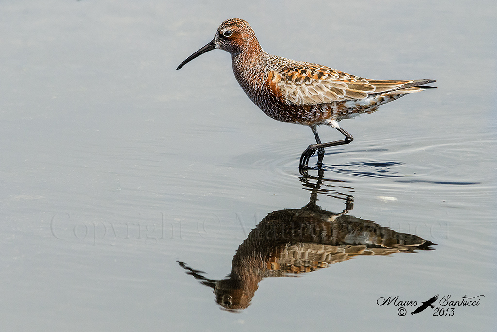 Piovanello comune - Calidris ferruginea