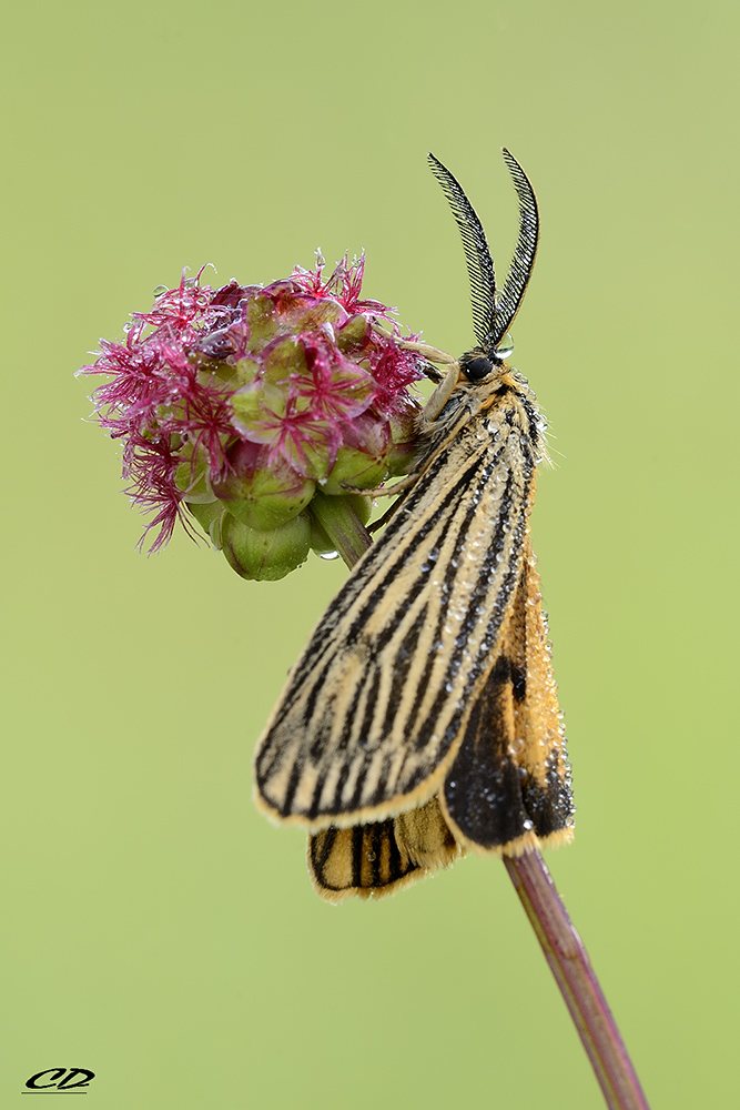 Coscinia striata (Linnaeus, 1758)