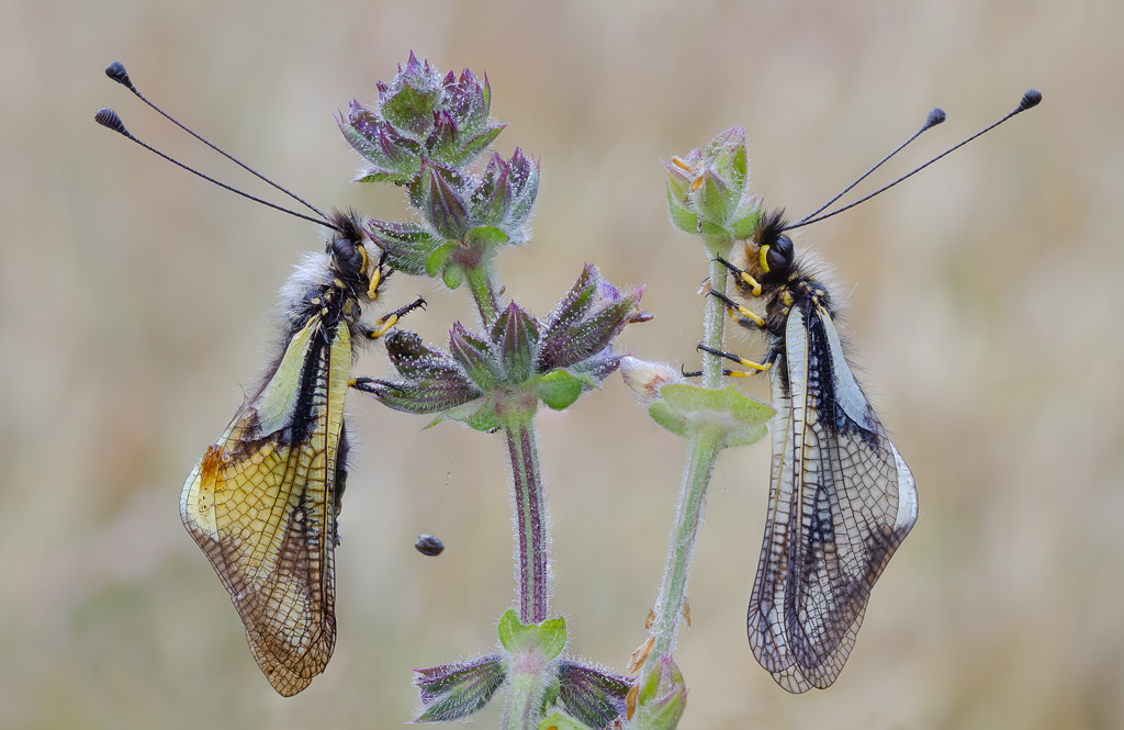 coppia di libelluloides coccajus