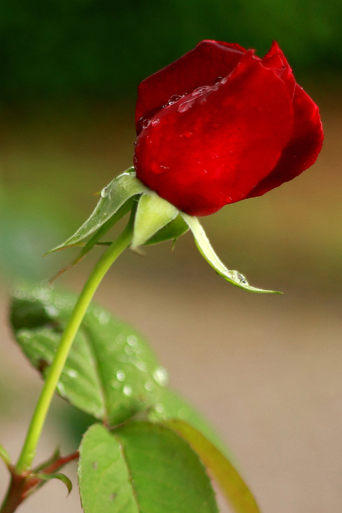 After the rain, a rose