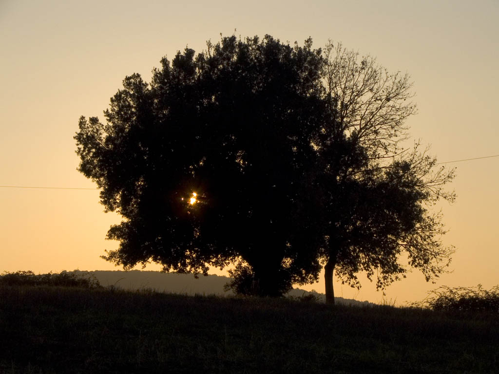 Albero al tramonto
