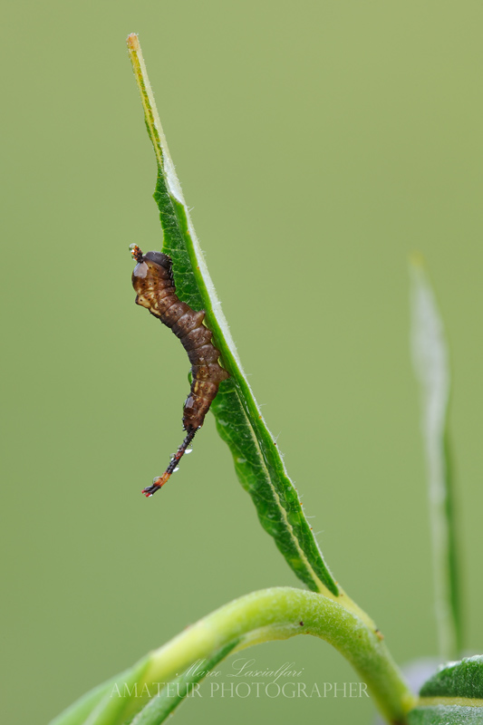Cerura vinula (Linnaeus, 1758)