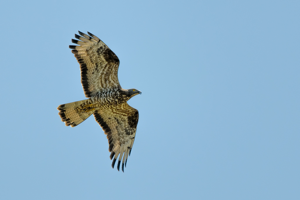 Falco pecchiaiolo (Pernis apivorus)