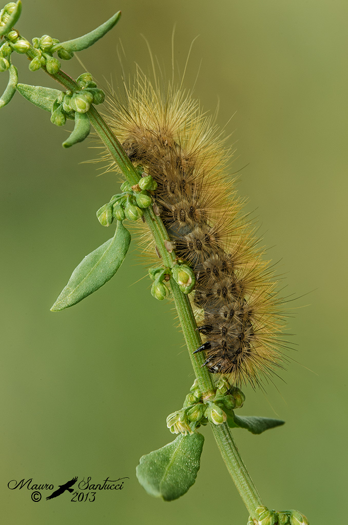 Arctiidae, Cymbalophora pudica